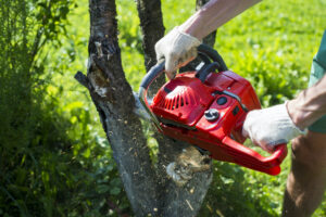 Removing Tree